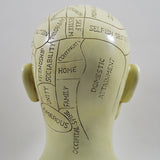 Phrenology Head Sculpture by Tina Tarrant - Prezents.com