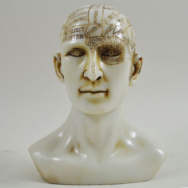 Phrenology Head Sculpture - Prezents.com